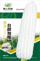 白甜加糯668鲜食玉米种子阳台大田蔬菜种子四季易种家庭盆栽园艺