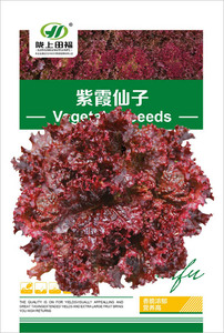 紫霞仙子生菜种子阳台大田蔬菜种子四季易种家庭盆栽园艺