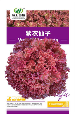 紫衣仙子生菜种子阳台大田蔬菜种子四季易种家庭盆栽园艺