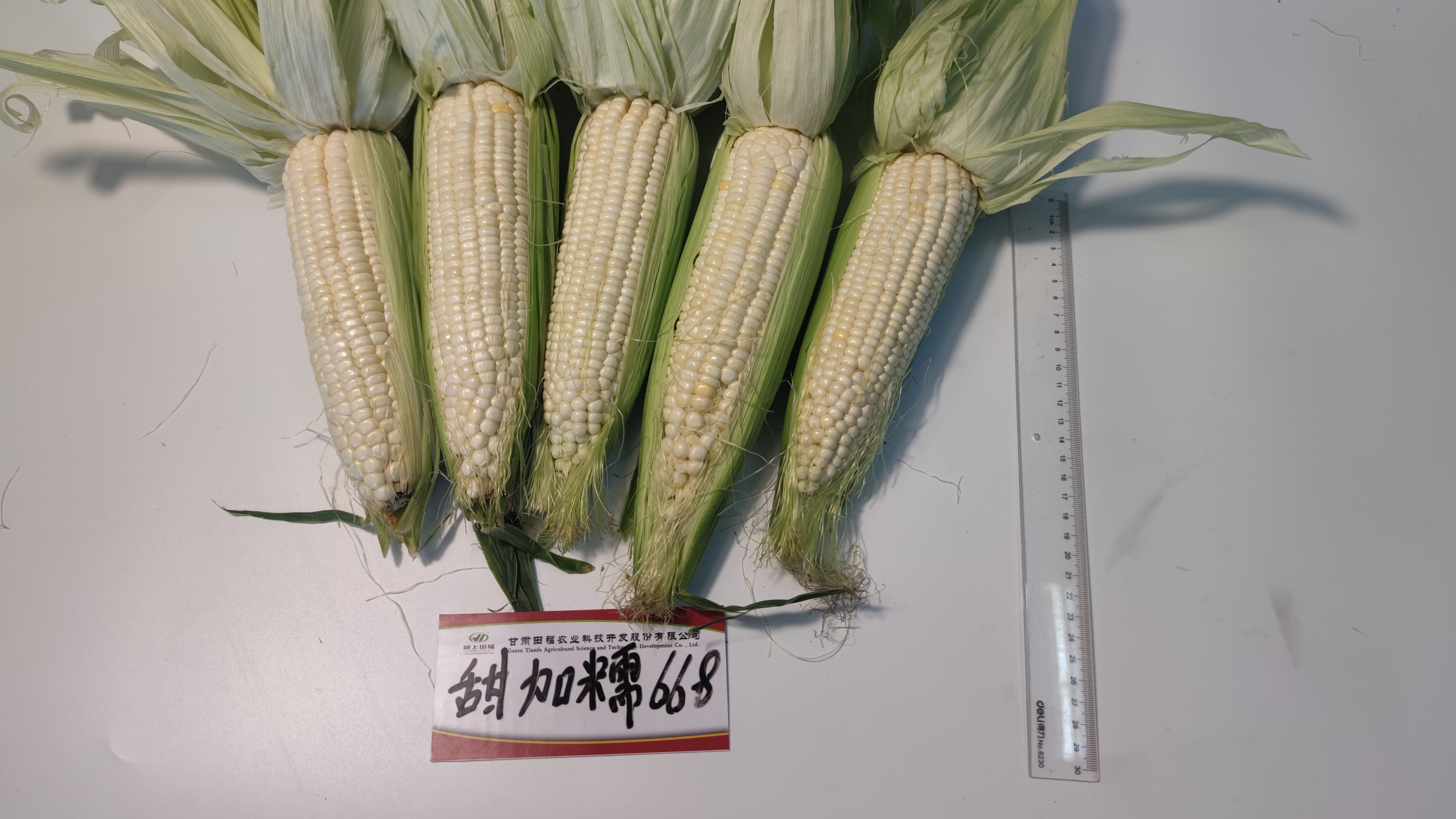 硕育668玉米品种简介图片